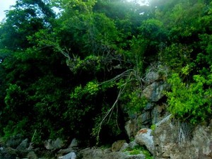 Rayuan Pulau Tiga