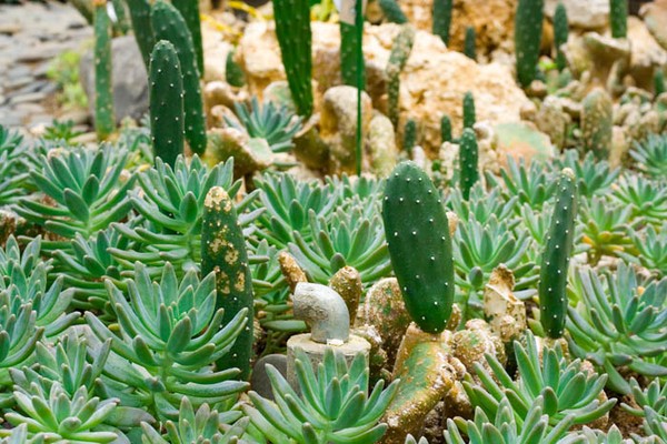 Rumah Kaktus Bali Botanical Garden
