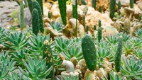 Echeveria Sp salah satu kaktus yang berasal dari Jawa Barat.