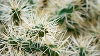 Austrocylindroputi, jenis kaktus berduri.