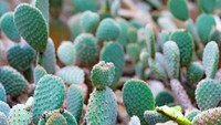 Opuntia Rufida Engelm salah satu jenis kaktus yang ada di rumah kaktus Bali Botanic Garden
