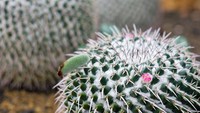 Mammillaria Meicantha Engelm, salah satu jenis kaktus berduri.
