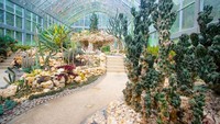 Bermacam jenis kaktus menghiasi rumah kaktus di Bali Botanic Garden.