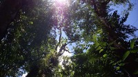 Hutan yang lebat, di sekitar Suku Korowai (Erwin Yogaswara/ACI)