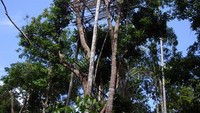 Rumah Pohon Suku Korowai (Erwin Yogaswara/ACI)