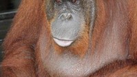Siswi, Dominan Female di Camp Lakey
