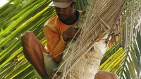 Spiderman dari kota Polewali, Pak Husein yang sedang memanjat pohon kelapa untuk makan siang kami