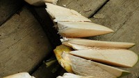 kelapa muda paling enak sepanjang masa