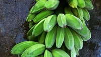 satu tandan besar Pisang Manurun untuk kami bawa pulang, terima kasih Pak Husein