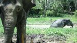 Satwa Dikandang Penuh Sampah