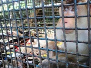 Satwa Dikandang Penuh Sampah