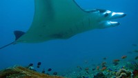 Manta - Si Cantik yang anggun.