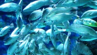 Ikan-ikan di Aquarium Seaworld