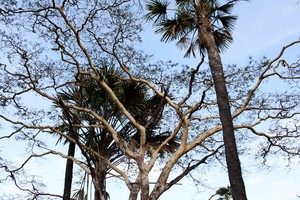 Secuil Padang Afrika di Ujung Timur Pulau Jawa