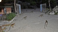 Monyet monyet berkeliaran di kawasan wisata Goan Monyet