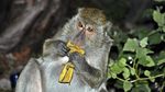 Sejenak Menikmati Suasana Gua Monyet Alak
