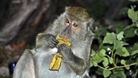 Monyet sedang menikmati pisang