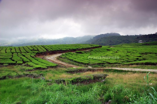 Pemandangan kebun teh