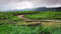 Kebun teh