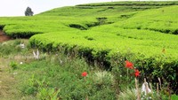 Pucuk teh