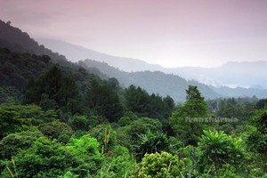 Sejuknya Kebun Teh dan Danau Kembar, Solok, Sumatera Barat