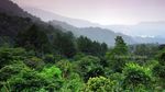Sejuknya Kebun Teh dan Danau Kembar, Solok, Sumatera Barat