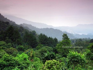Sejuknya Kebun Teh dan Danau Kembar, Solok, Sumatera Barat