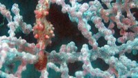 Pygmy Seahorse, satwa laut yang banyak dicari oleh divers saat menyelam