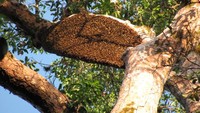 Sarang Lebah hutan