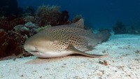Leopard shark
