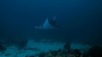 Aetobatus narinari, Eagle ray