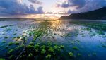 Senja di Kebun Rumput Laut Timbis