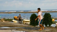 Kesibukan para nelayan rumput laut Timbis atau Desa Kutuh