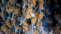 Hasil rumput laut yang sudah mengering