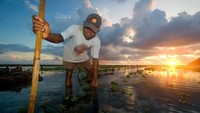 Pak Suwandi salah satu petani rumput laut Pantai Timbis
