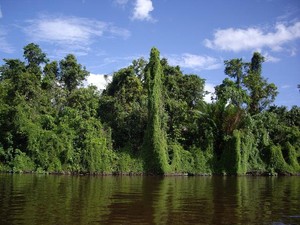 Sepanjang Sungai Menuju Senggo