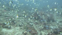 Panorama bawah laut di pulau Batu Kapal