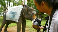 Gajah yang jinak dan terbiasa berhadapan dengan manusia, bahkan ia siap berpose jika kita minta