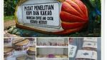 Si Manis Cokelat dari Jember