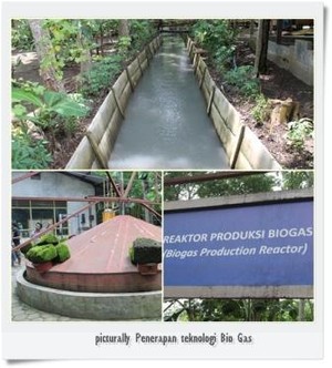 Si Manis Cokelat dari Jember