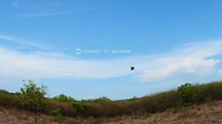 Burung bebas beterbangan di langit biru, Baluran
