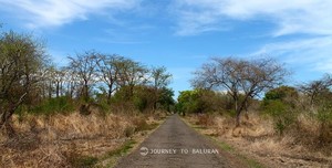 Siapa Perlu Pergi ke Afrika dan Australia Bila Ada Baluran