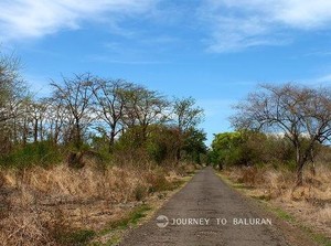 Siapa Perlu Pergi ke Afrika dan Australia Bila Ada Baluran
