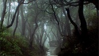 Jalan setapak menuju Kawah Domas