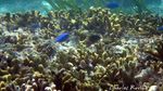Snorkeling di Gugusan Terumbu Karang Pulau Mansinam