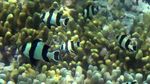 Snorkeling di Gugusan Terumbu Karang Pulau Mansinam