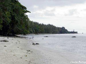 Snorkeling di Gugusan Terumbu Karang Pulau Mansinam
