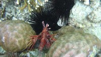 Ikan Scorpion dan Duri Babi (Sea Urchin)