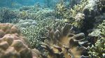 Snorkeling di Terumbu Karang Arfai Manokwari