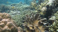 Dunia bawah laut di Perairan Arfai Manokwari dengan berbagai jenis koral dan ikan tropis